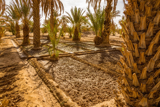 The watering system in the oasis