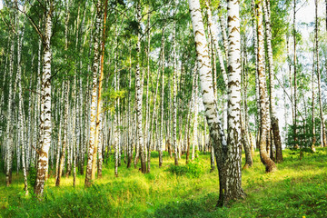 summer in sunny birch forest - 132369305