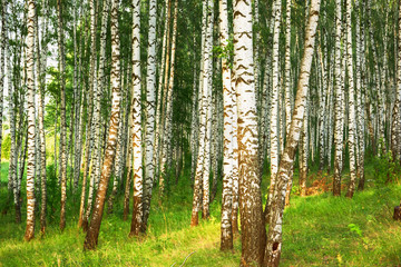 Fototapeta na wymiar summer in sunny birch forest