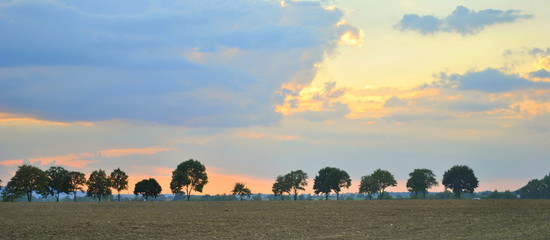 Fototapeta premium Drzewa na horyzoncie
