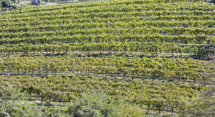 Vineyard rows in Slovenia