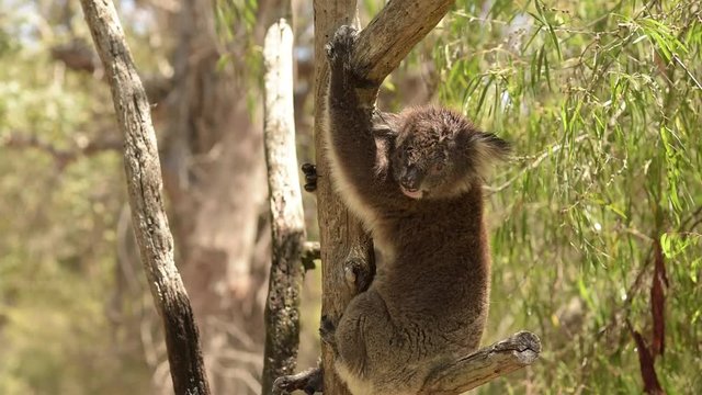 Brown koala enjoys fresh breeze on the eucalyptus tree in the nationalparkpark in Australia