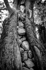 Fototapeta na wymiar Samaria Gorge. Tourist tradition - tightly packed stones cracked tree trunk. Island of Crete, Greece. Black and white.