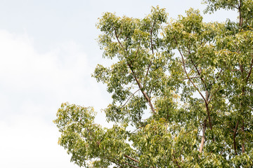 group of green leaf and sky,green leaf from garden,green leaf make oxygen and part of tree