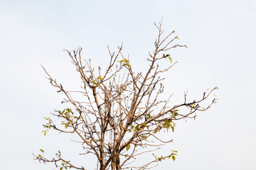 group of green leaf and sky,green leaf from garden,green leaf make oxygen and part of tree