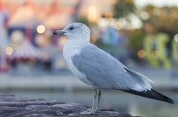 Seagull on a pier in Orlando