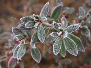 blumen mit frost 