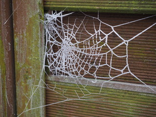 Spinnennetz mit Raureif 
