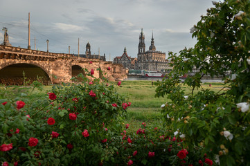 Розы и Центр Дрездена 