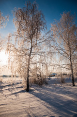 Snowed birch at blue sky background