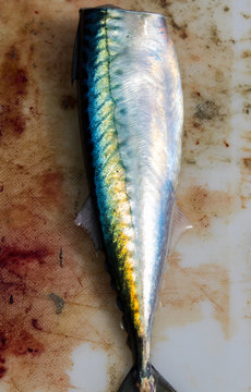 mackrel