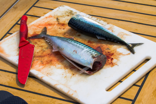 mackrel