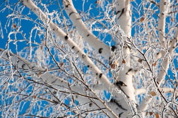 Snowed birch at blue sky background