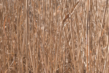 Closeup image of reeds