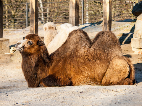Domestic Bactrian Camel, Camelus bactrianus ferus, with long brown fur lying on the ground, native to the steppes of Central Asia