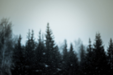 Fototapeta na wymiar Silhouette of fir trees with falling snowflakes