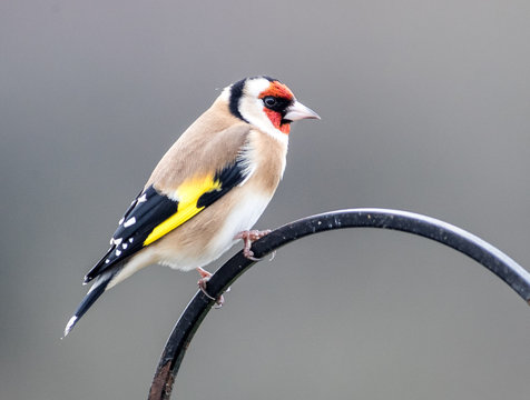 Goldfinch Garden Bird