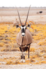 Front view of gemsbok, gemsbuck, Oryx gazella, antelope. Native to the Kalahari Desert, Namibia and...
