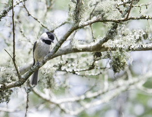 Chickadee