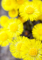 Yellow coltsfoot flowers (Tussilago farfara)