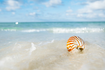 nautilus shell sea waves, live action ...