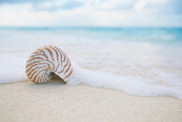 nautilus shell sea waves, live action ...