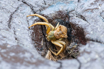 Spider molting in park