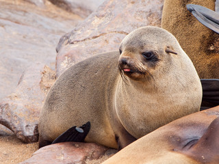 Obraz premium Baby brown fur seal, Arctocephalus pusillus, lying on the rock, Cape Cross Colony, Skeleton Coast, Namibia, Africa.