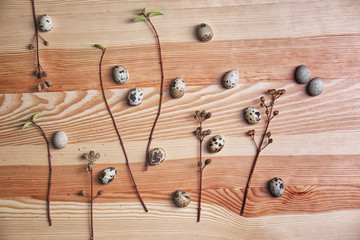 Composition of quail eggs and tree branches on wooden background