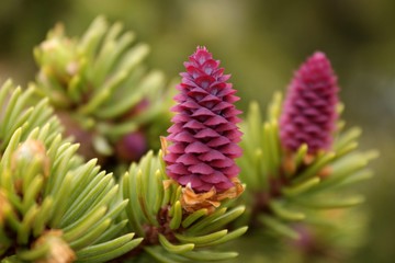 Pine tree flower