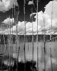 Fototapety  Odbicie brzozy w wodzie stawu - Rosja (czarno-biała)