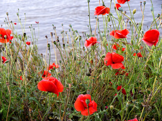 Wild Poppies on the banks of the Mighty Mississippi River in Natchez under the Hill in the USA