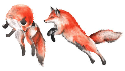 Red Fox. Isolated on a white background. Watercolor illustration.