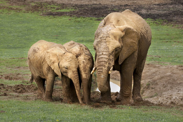 MAMMAL, ELEPHANT, ANIMALS, FAMILY, BABIES, MOTHER, CARE, LOVE, AFRICA, WILD, WILDLIFE,