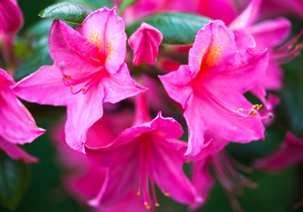 Fototapeta na wymiar Rhododendron pink flowers