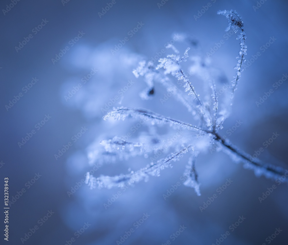 Poster Macro of plant with rime.