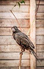 Black parrot from Madagascar