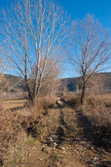 Fototapeta na wymiar Leafless trees in winter
