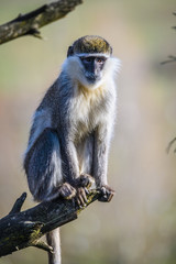 Obraz premium Portrait of an African Vervet Monkey - Chlorocebus aethiops - The grivet (Chlorocebus aethiops), also known as African green monkey and savanah monkey