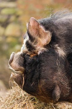 Head of kunekune pig with wattles. An unusual rare breed of small pig showing detail of head 