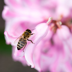 Colorful hyacinth (Hyacinthus orientale) flowers with honey bee