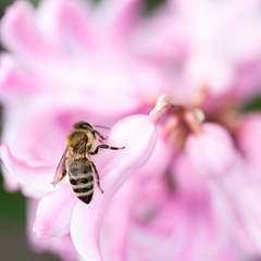 Colorful hyacinth (Hyacinthus orientale) flowers with honey bee