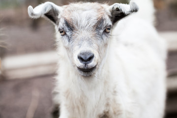 Obraz premium Baby goat portrait with details