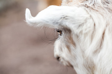 Baby goat portrait with details