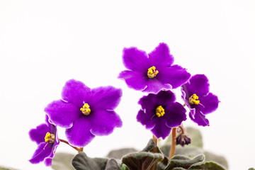 African violet (Saint-paulia ionantha) with beautiful flowers details