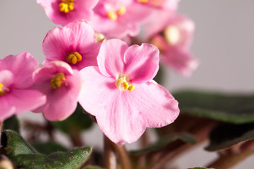 African violet (Saint-paulia ionantha) with beautiful flowers details