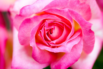 Colorful, beautiful, delicate rose with details
