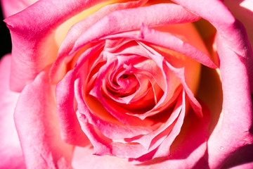 Colorful, beautiful, delicate rose with details
