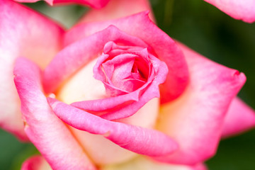 Colorful, beautiful, delicate rose with details
