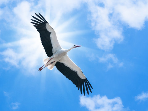 Weißer Storch (ciconia ciconia) fliegt in blauem Himmel mit der Sonne im Rücken